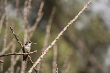 El colibrí está parado en la rama seca y mantiene su ojo en las amenazas.