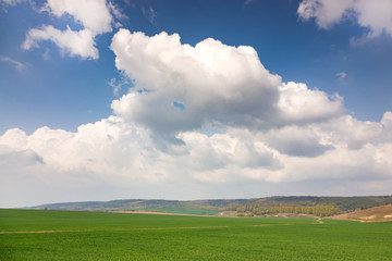 Huge field of green wheat in spring. 