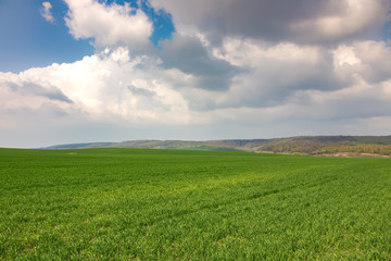Fototapeta na wymiar Huge field of green wheat in spring. 