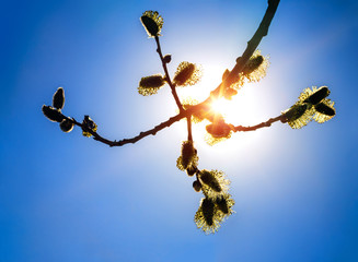 fluffy flowers of a willow