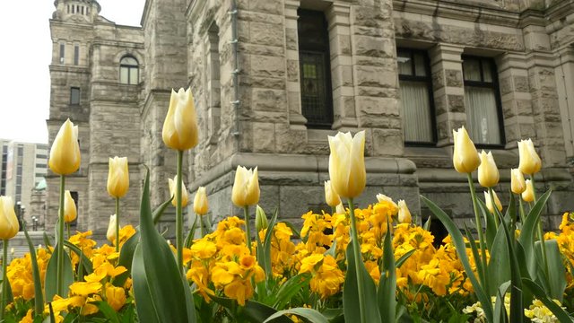 Flowerbed Parliament building Victoria Canada
