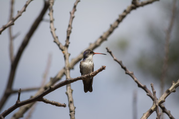 El colibrí está parado en la rama seca y se dispone a cambiar de lugar. © jesuschurion57