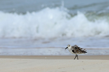 Sanderling in front of surf