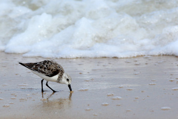 Sanderlingfeeding  at the edge of the sea