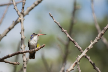 El colibrí está parado en la rama seca del árbol.