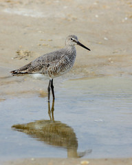 Willet and it's reflection