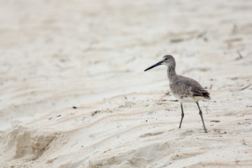 Willet walking on sand