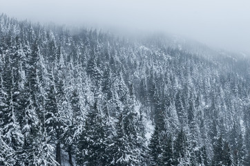Winter Carpathian mountains, trees in the clouds, Babia Gora, Poland