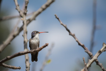 El colibrí está parado en la rama seca. © jesuschurion57