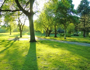 Park landscape in the Summertime,