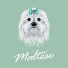 Vector Illustrated portrait of Maltese dog.