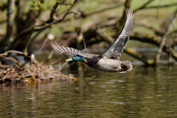 Mallard, Duck, Anas platyrhynchos