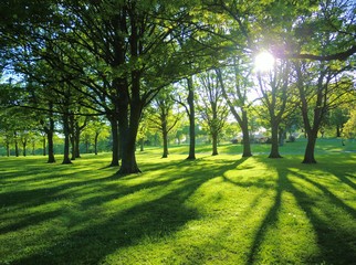 Naklejka premium Summer Landscape.