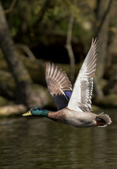Mallard, Duck, Anas platyrhynchos