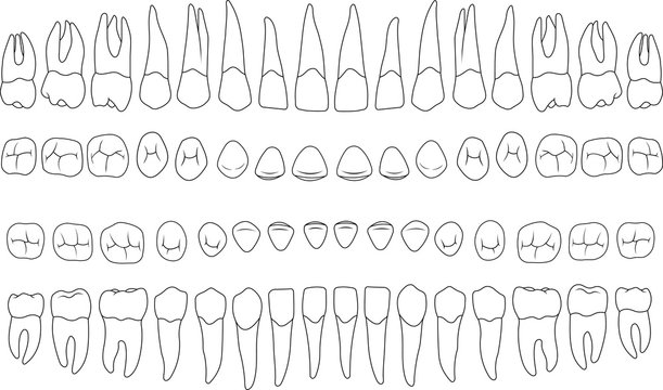 anatomically correct teeth