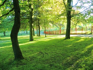 Fototapeta na wymiar Summer landscape in the park.