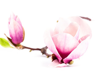 a pair pink magnolia flower © arybickii