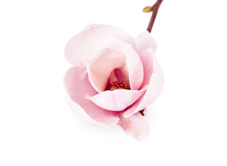 a pair pink magnolia flower