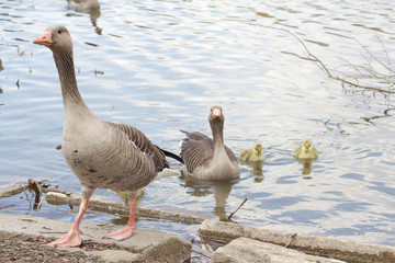 Graugänse (Anser Anser ) mit ihrem Nachwuchs in Goettingen am Kiessee, Deutschland