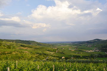 Landscape of Italian vineyards in summer, Veneto