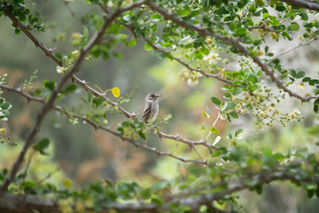 El pajarito está en una rama rodeado de hojas verdes.