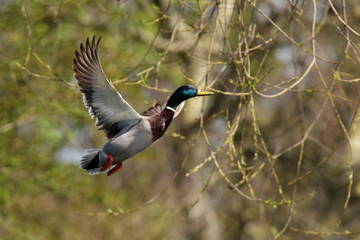 Mallard, Duck, Anas platyrhynchos