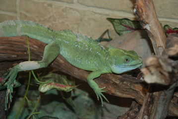green lizard