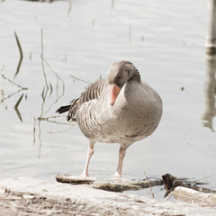Graugans (Anser Anser), wildlebend, Göttingen, Deutschland