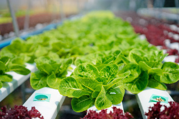 Salad in the greenhouse.