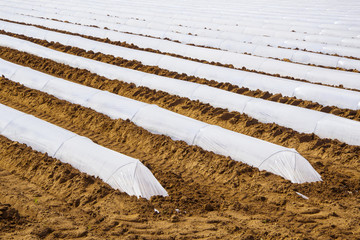 campo coltivato in Italia