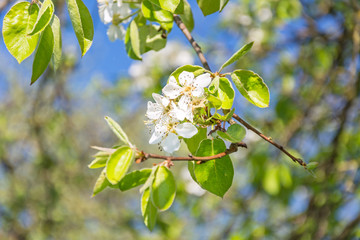 Baum Blüte Apfelbaum