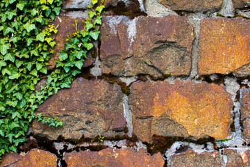 Holzmauer mit Efeu grün