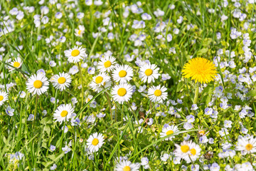 Fototapeta premium Blumenwiese Frühling