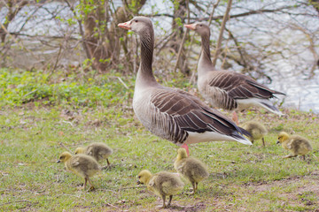 Graugänse (Anser Anser ) mit ihrem Nachwuchs in Goettingen am Kiessee, Deutschland