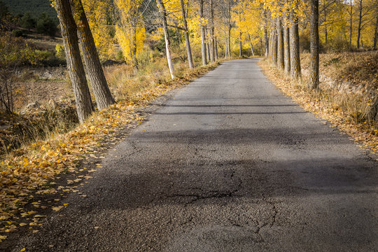 autumn asphalt road with fallen yellow leaves