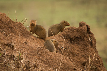 group of mongoose