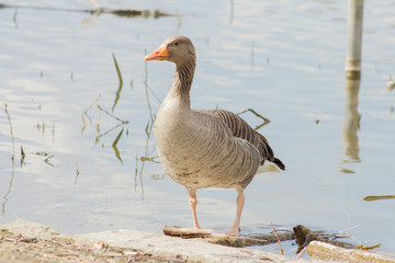 Wildlebende Graugans (Anser Anser) in einem Naherholungsgebiet in Goettingen, Deutschland