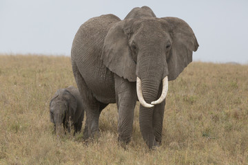 Fototapeta na wymiar elephant and baby in the savannah. Africa. Kenya. Tanzania. Serengeti. Maasai Mara.