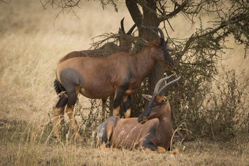 Antilops in the Serengeti National park Tanzania