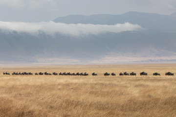Plakat Going on safari in the NgoroNgoro Conservation Area (NCA), a UNESCO World Heritage Site located in the Crater Highlands near Arusha, Tanzania, in East Africa.