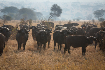 Wild african buffalo bull, africa, tanzania