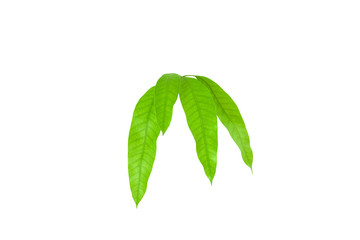 Green leaves isolated on white background.