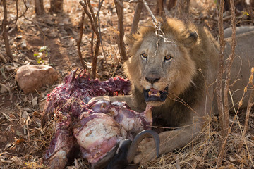 Naklejka premium A lion feeds on a freshly killed wildebeest carcass.