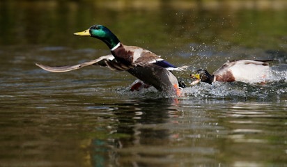 Mallard, Duck, Anas platyrhynchos
