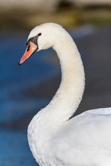 Portrait of white swan outdoor