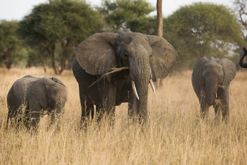 Fototapeta premium Group of elephants in the savannah. Africa. Kenya. Tanzania. Serengeti. Maasai Mara.