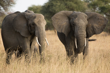 Group of elephants in the savannah. Africa. Kenya. Tanzania. Serengeti. Maasai Mara.
