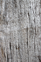 wood background