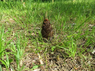 芽を出した竹の子