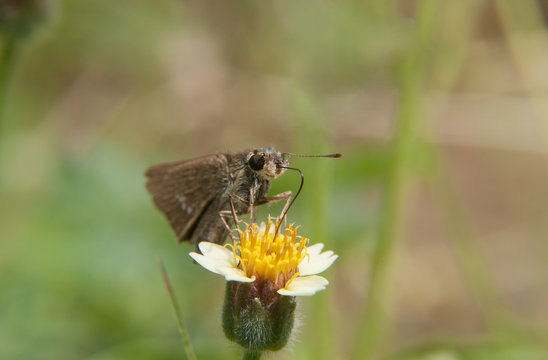 Macro butterfly  on common daisy flower with green nature backgr